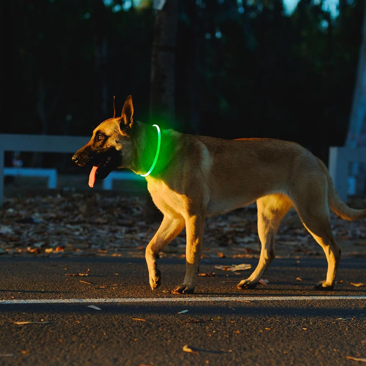 Rechargeable LED Dog Collar