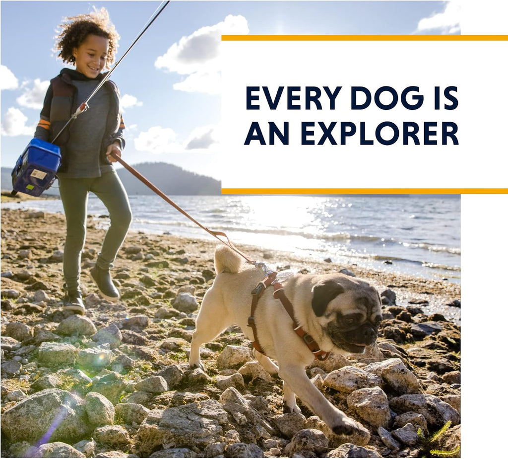 Dog Hiking Shoes